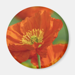 Imã Red Poppy