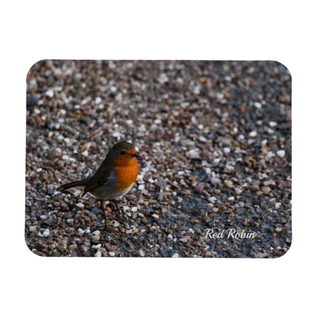 Ímã Red Robin em Pebbles no Cartaz do Jardim (Horizontal)