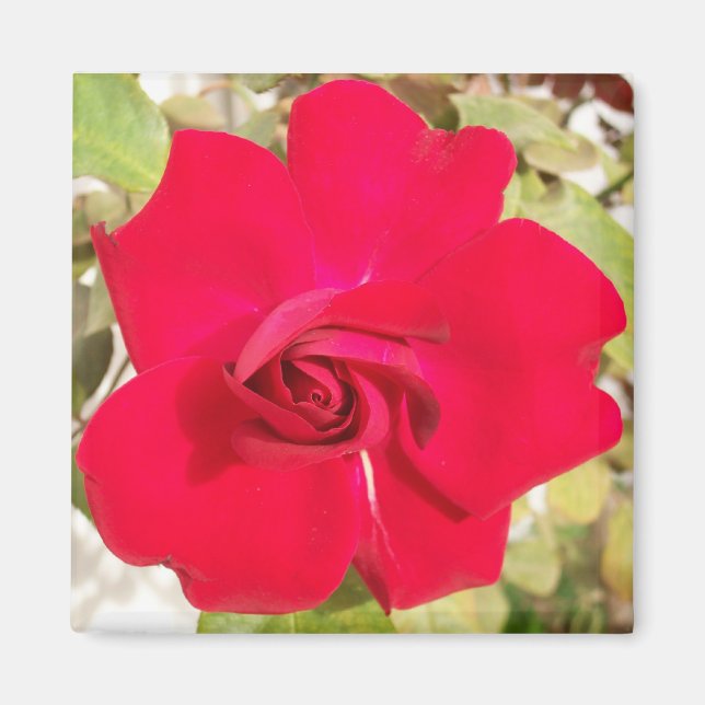 Imã Red Rosy (Frente)