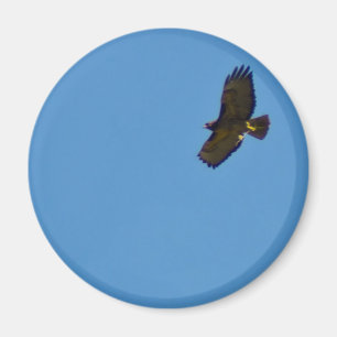 Imã Red Tailed Hawk em Voo