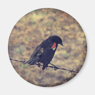 Imã Red Wing Blackbird no arame farpado