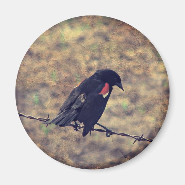 Imã Red Wing Blackbird no arame farpado (Frente)