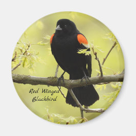 Imã Red Winged Blackbird