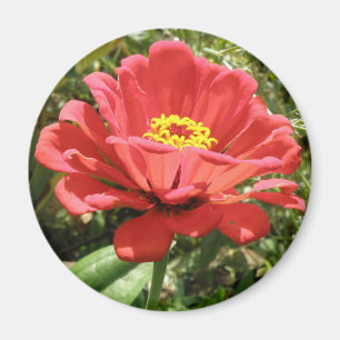 Imã Red Zinnia Magnet