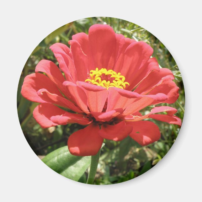 Imã Red Zinnia Magnet (Frente)