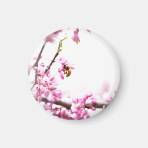 Imã Redbud & abelha na primavera