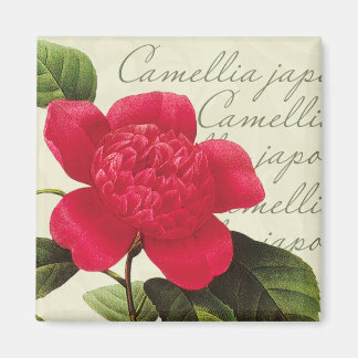 Imã Redoute Vermelho Camellia Impressão Quadrado Botân