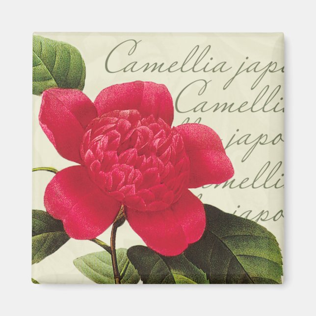 Imã Redoute Vermelho Camellia Impressão Quadrado Botân (Frente)