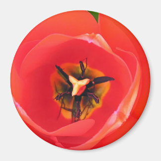 Imã RedTulip