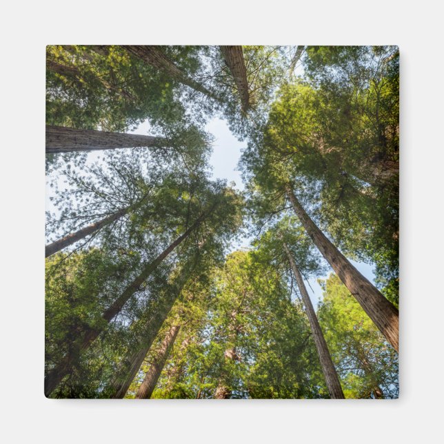 Imã Redwood National and State Parks, Califórnia (Frente)