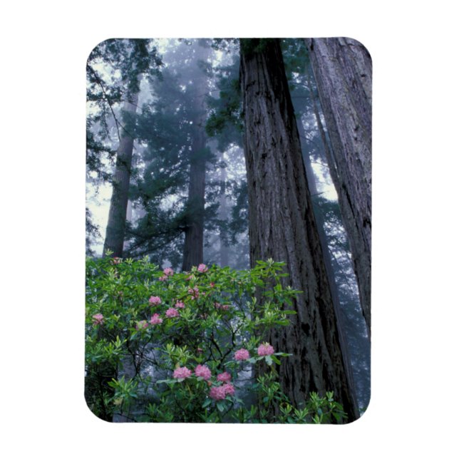 Ímã Redwoods da Costa e Rhododendrons (Vertical)