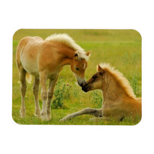 Ímã Refeições de cavalos