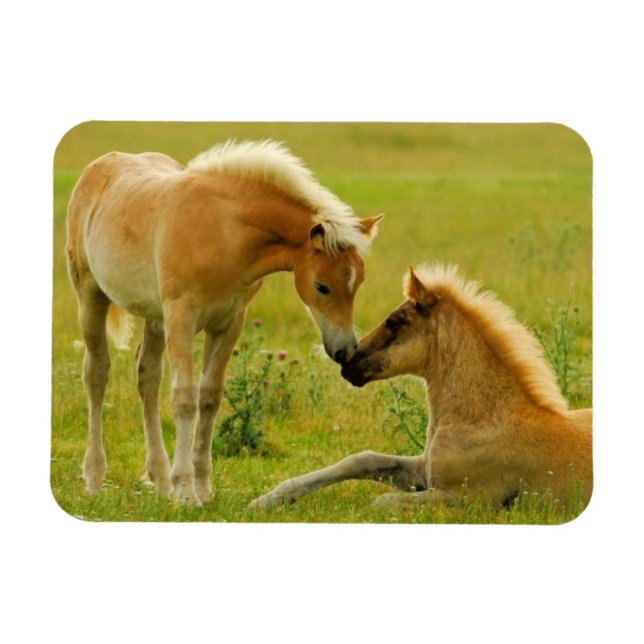 Ímã Refeições de cavalos (Horizontal)