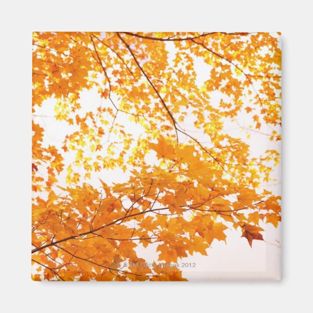 Imã Reflexão das Folhas de outono (Frente)