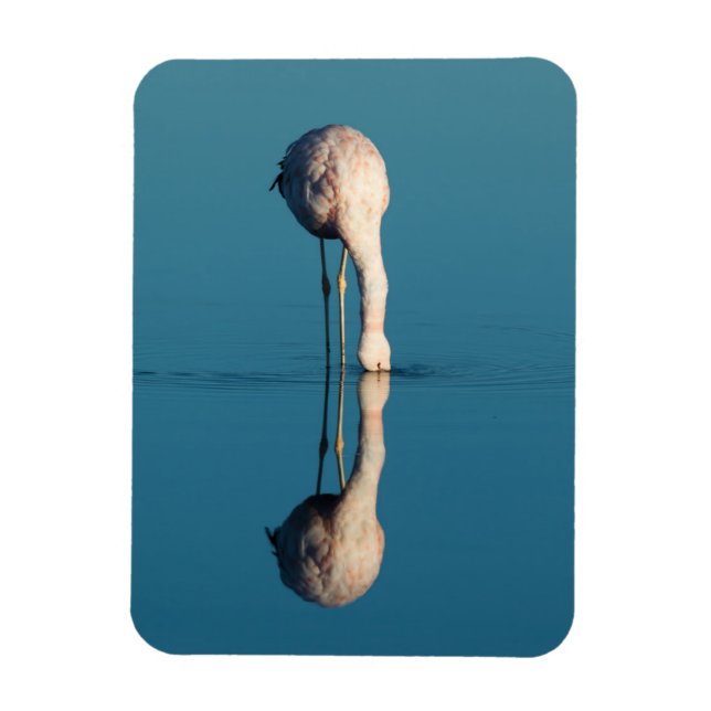 Ímã Reflexão Flamingo, Laguna Chaxa, Atacama (Vertical)