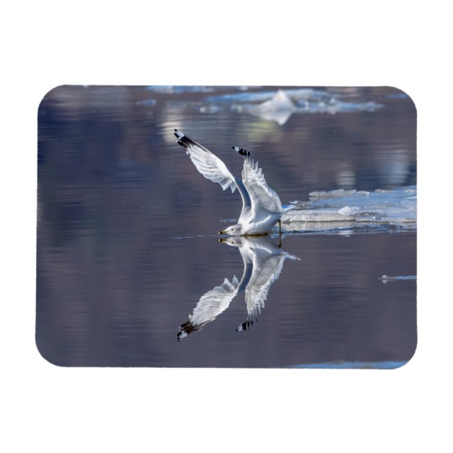 Ímã Reflexões de Gaivota (Horizontal)