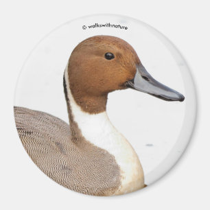 Imã Reflexões de um Pato de Pintail de Norte