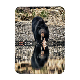 Ímã Reflexões do Urso Negro