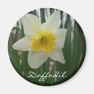 Imã Refrigerador do Daffodil