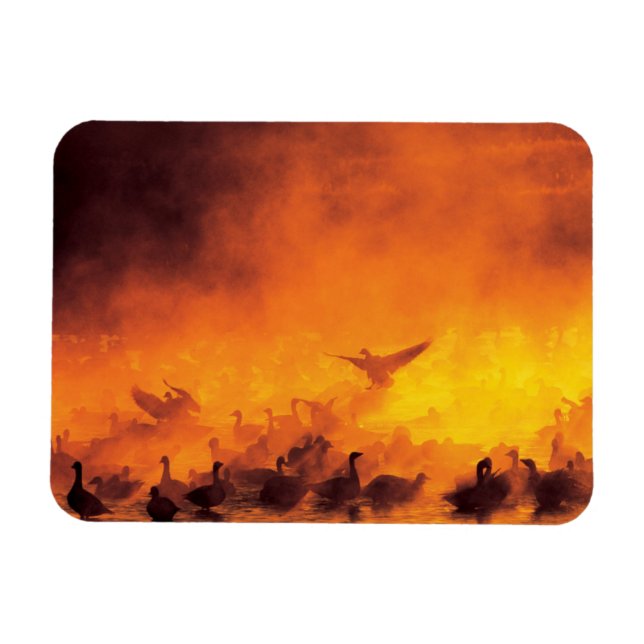 Ímã Refúgio Nacional de Vida Selvagem Bosque del Apach (Horizontal)