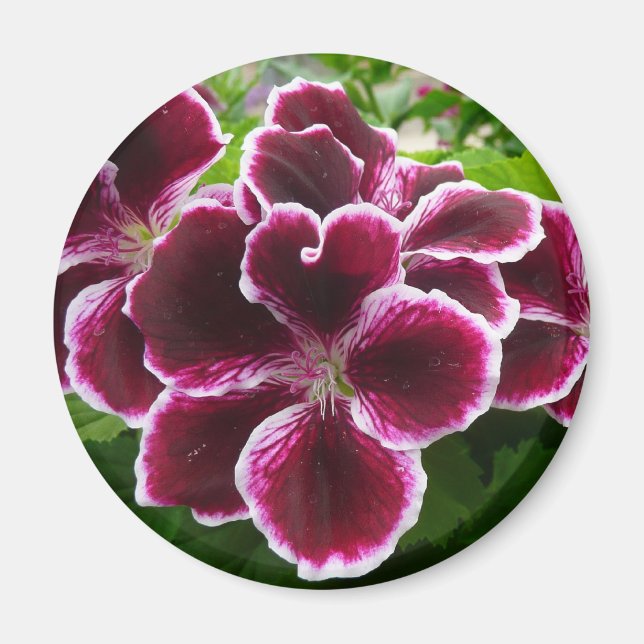 Imã Regal Geranium Flores Elegantes Maroon Floral Lugg (Frente)