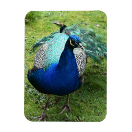 Ímã Regal Peacock Power