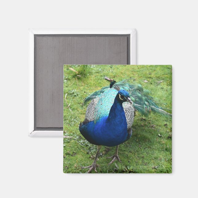 Imã Regal Peacock Power  (Front/Back)