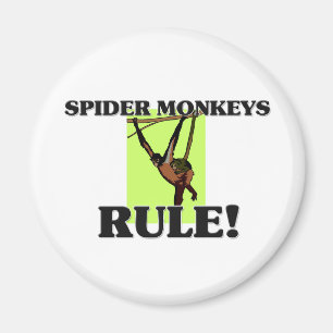 Imã Regra dos MACACOS de ARANHA!