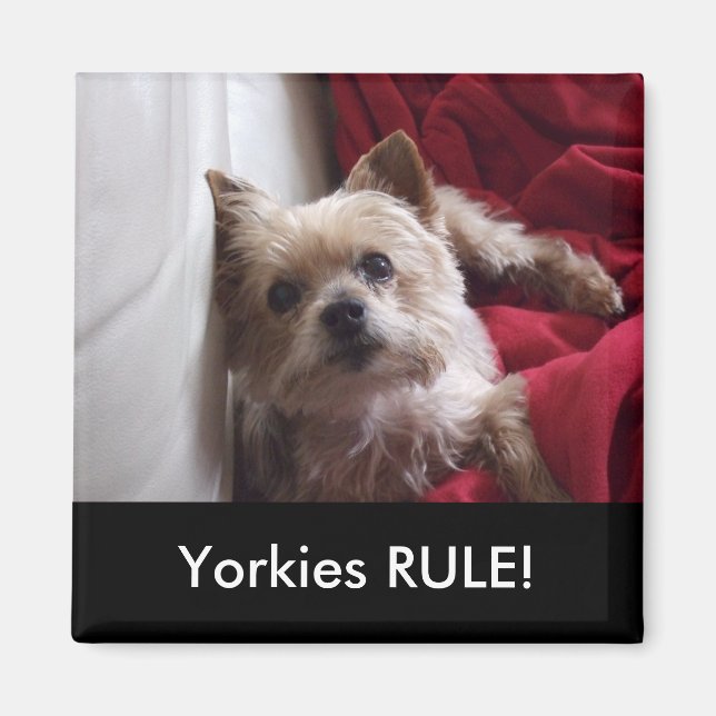 Imã Regra dos Yorkies! íman de geladeira (Frente)