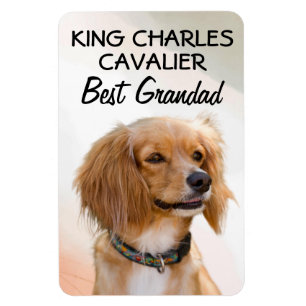 Ímã Rei Charles Cavalier Melhor Magneta