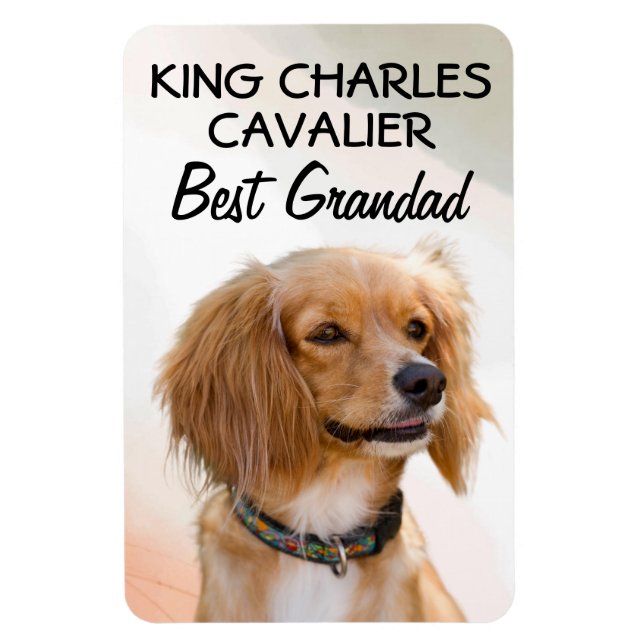 Ímã Rei Charles Cavalier Melhor Magneta (Vertical)