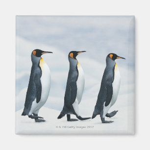 Imã Rei pinguins que andam no único arquivo