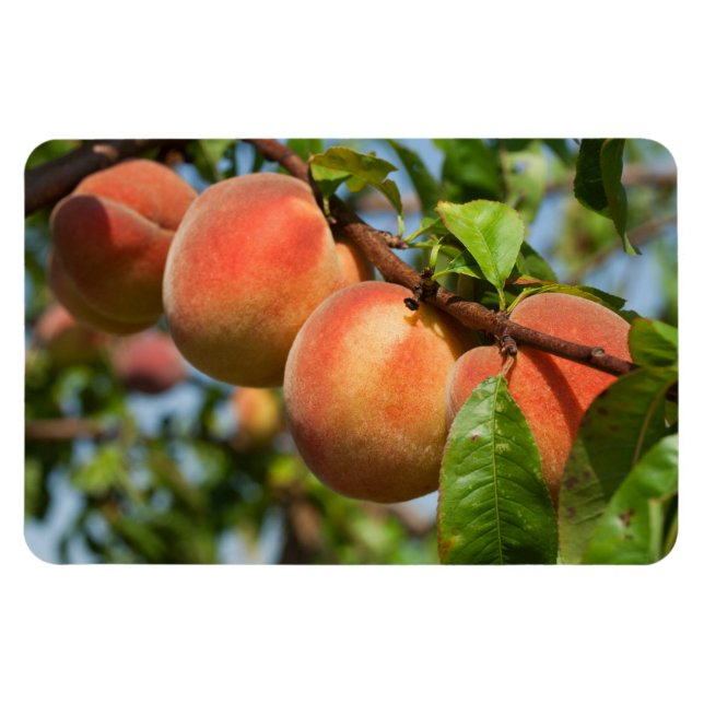 Ímã Reife Weingartenpfirsiche (Horizontal)