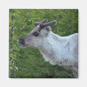 Imã Reindeer na Lapónia