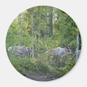 Imã Reindeer na Lapónia