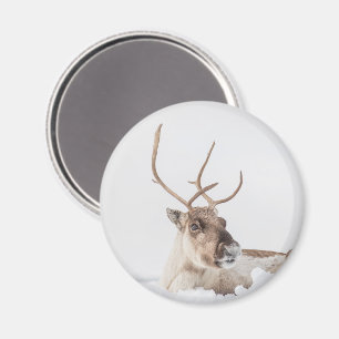 Imã Reindeer Nature Photo