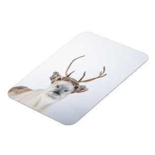 Ímã Reindeer Nature Photo