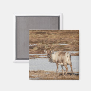 Imã Reindeer Nature Photo