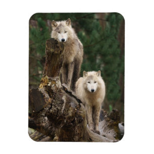 Ímã Reino dos Lobos Brancos