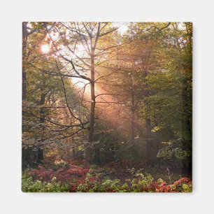 Imã Reino Unido. Floresta de Dean. Raio de sol penetra