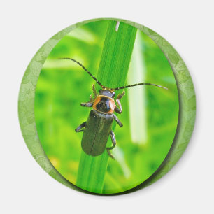 Imã Relâmpago Magnet