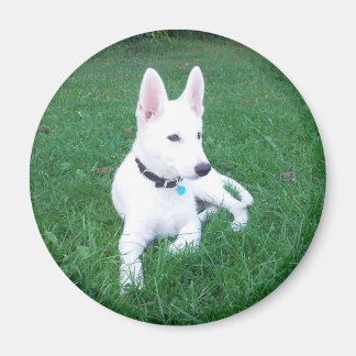 Imã Relaxando o Magnete do Pastor