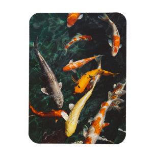 Ímã Relaxando Peixe Koi Orange e White Asiático