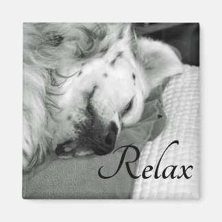 Imã "Relaxe" Cachorro Cachorro Dormindo Magneta