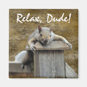 Imã RELAXE, GAJO! Squirrel o ímã de relaxamento do