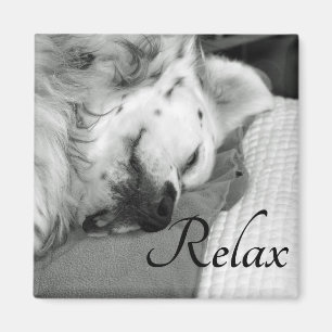 Imã "Relaxe" o ímã quadrado do sono bonito do cão