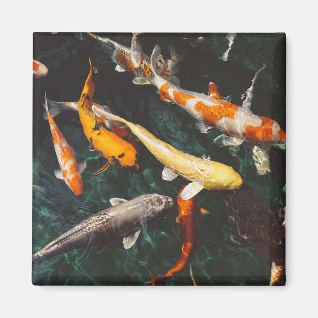 Imã Relaxing Orange & White Asian Koi Fish Pond (Frente)