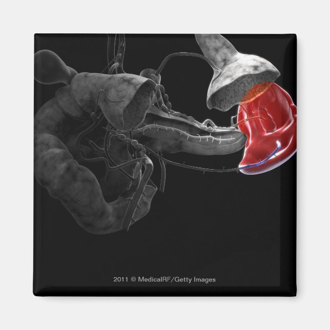 Imã Renderização artística 3d do baço (Frente)