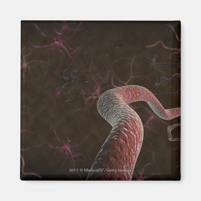 Imã Renderização digital de neurônios (Frente)