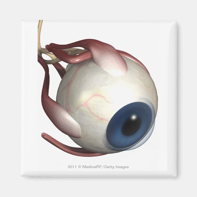 Imã Renderização realista dos músculos dos olhos (Frente)